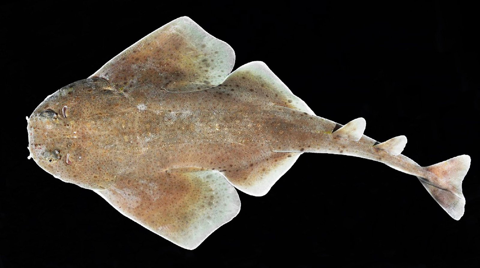 Angel Shark