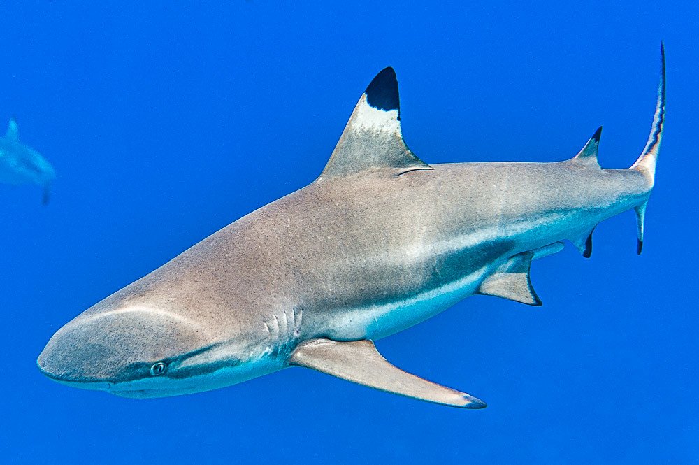 Blacktip Reef Shark