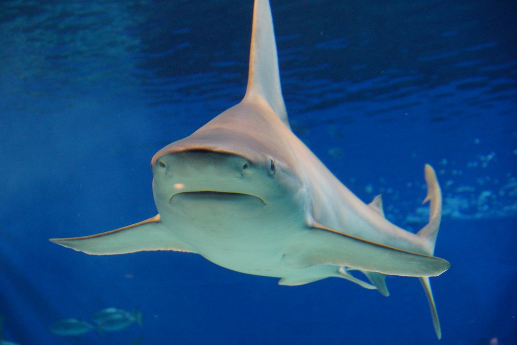 Bull Shark