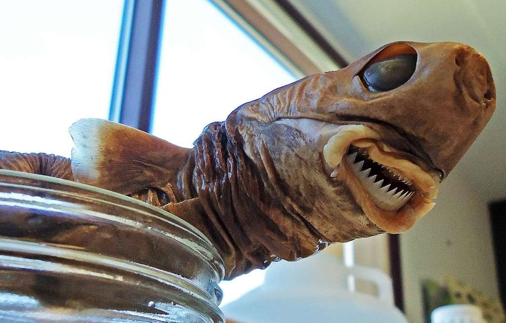 Cookie Cutter Shark