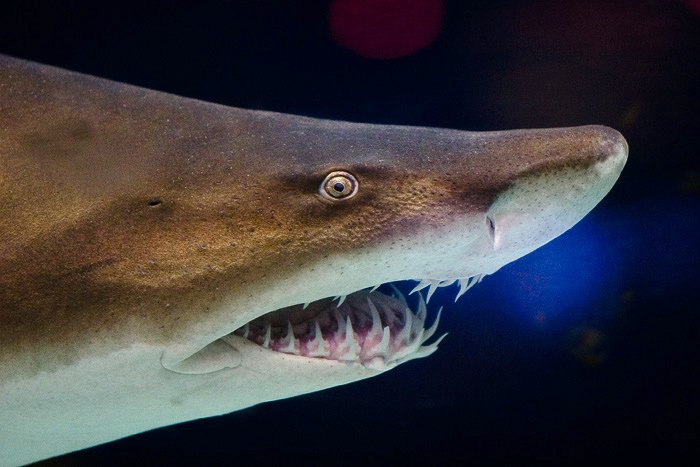 Grey Nurse Shark