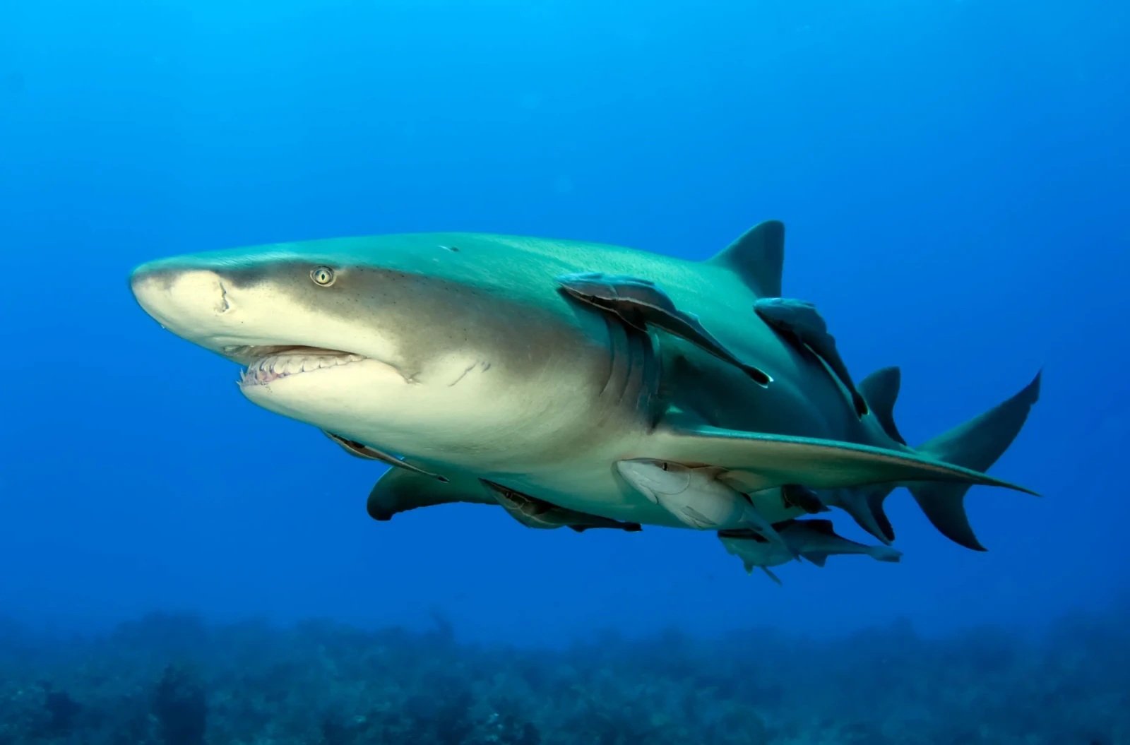 Lemon Shark