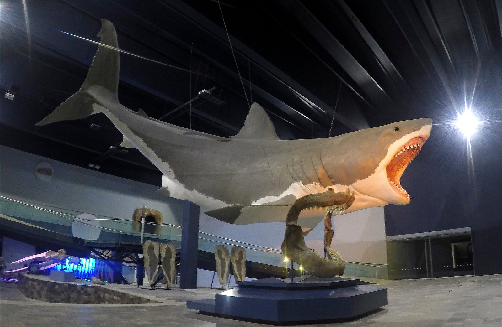 Megalodon Shark