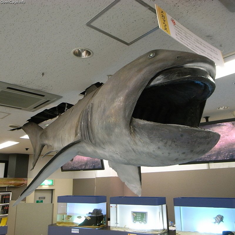 Megamouth Shark