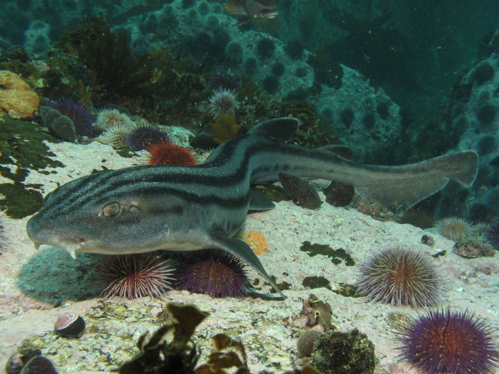 Pyjama Shark