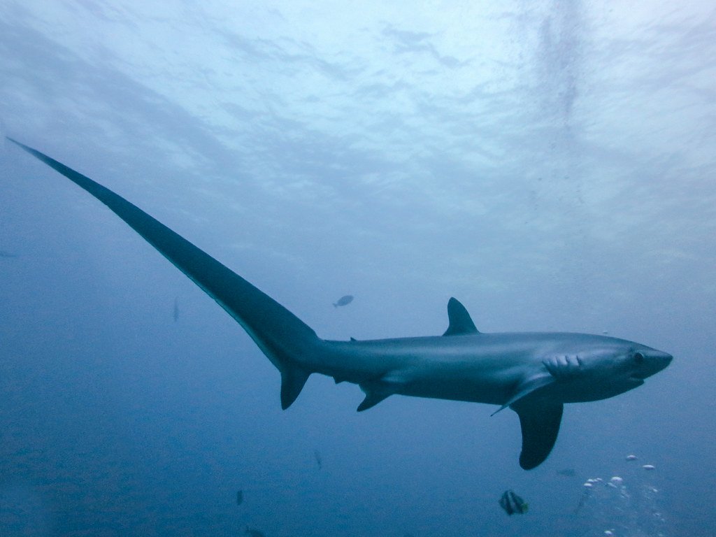 Thresher Shark
