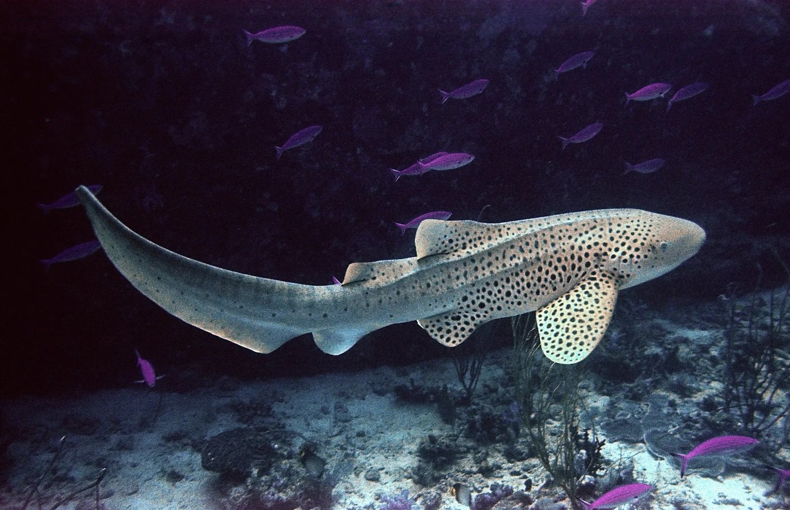 Zebra Shark