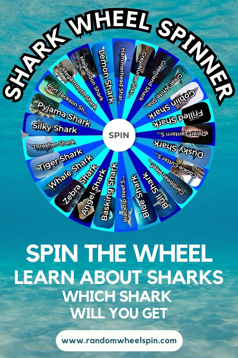 Example of the Shark Facts Wheel. This is great for neuro-diverse users with a special interest. The hidden information contains facts about each shark species!